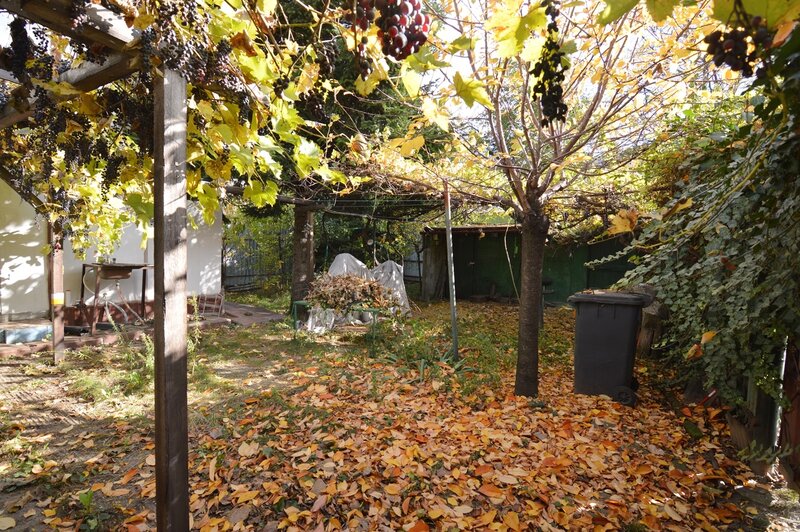 Baba Novac, Campia Libertatii