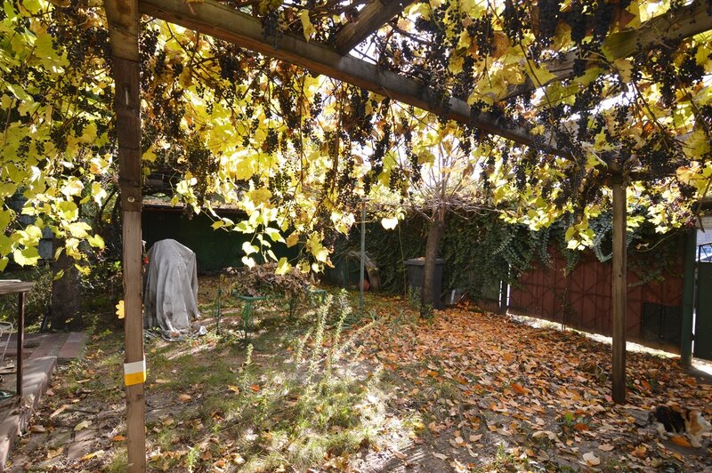 Baba Novac, Campia Libertatii