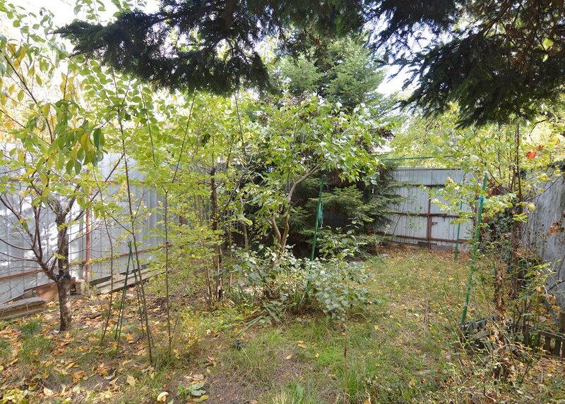 Baba Novac, Campia Libertatii